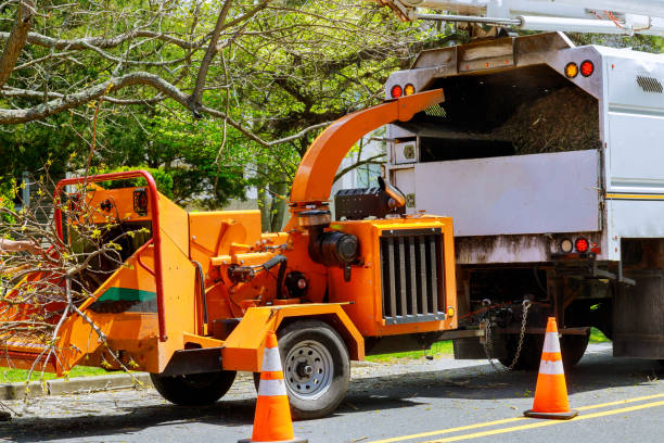 Large Tree Removal in Gunnison, UT